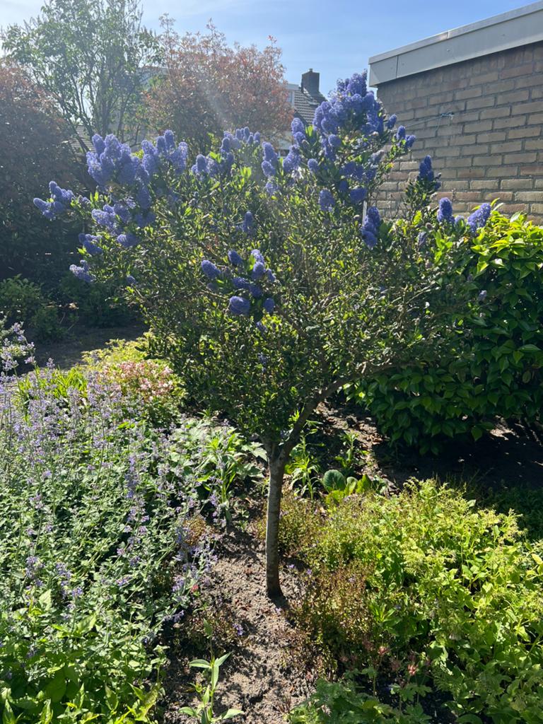 Amerikaanse sering / Ceanothus op stam, Ophalen, Lente, Volle zon, Overige soorten