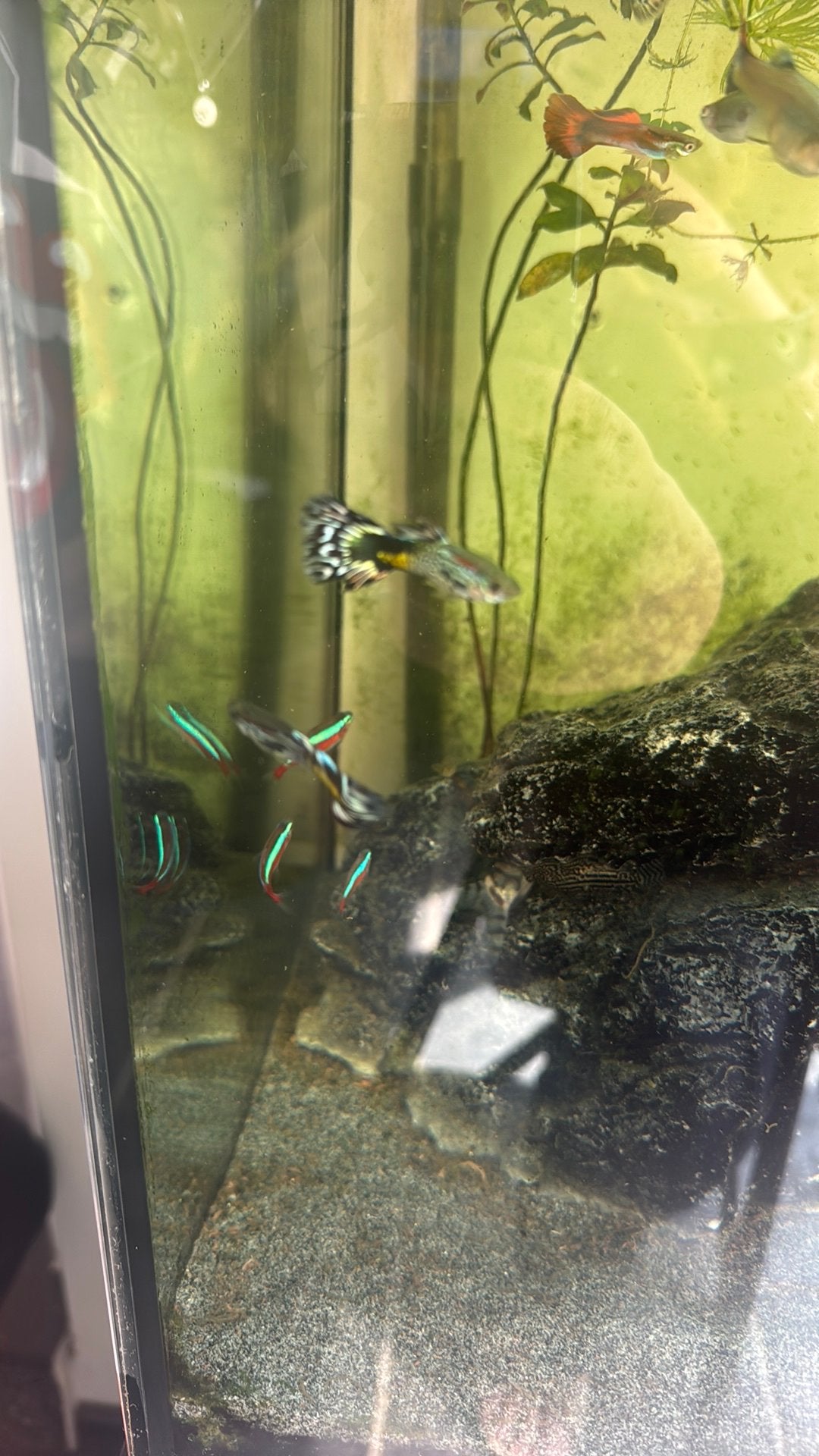 Guppies, 3 voor €6,-, Vis