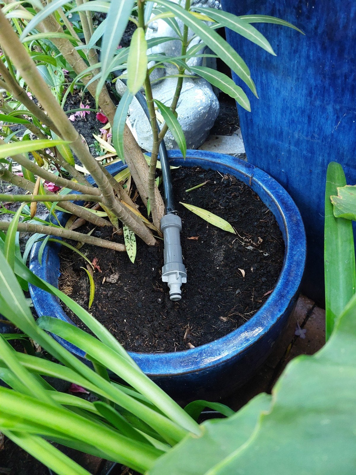 oleander  te koop met blauwe buiten pot, Ophalen of Verzenden, Zomer, Overige soorten, Volle zon