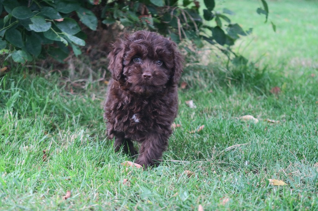 Choco bruine Cockapoo pups ( Cocker Spaniel x Dwerg Poedel ), Parvo, Nederland, 8 tot 15 weken, Meerdere