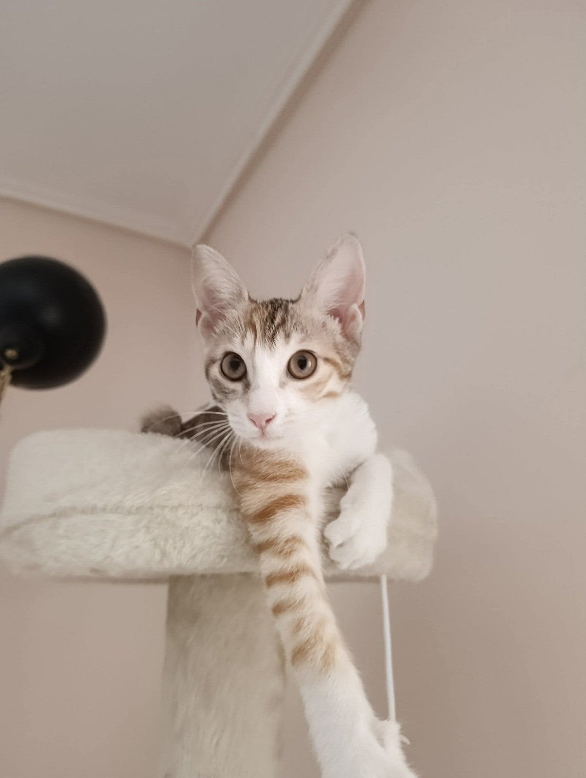 Dorin zoekt een warm, liefdevol en veilig thuis, Poes