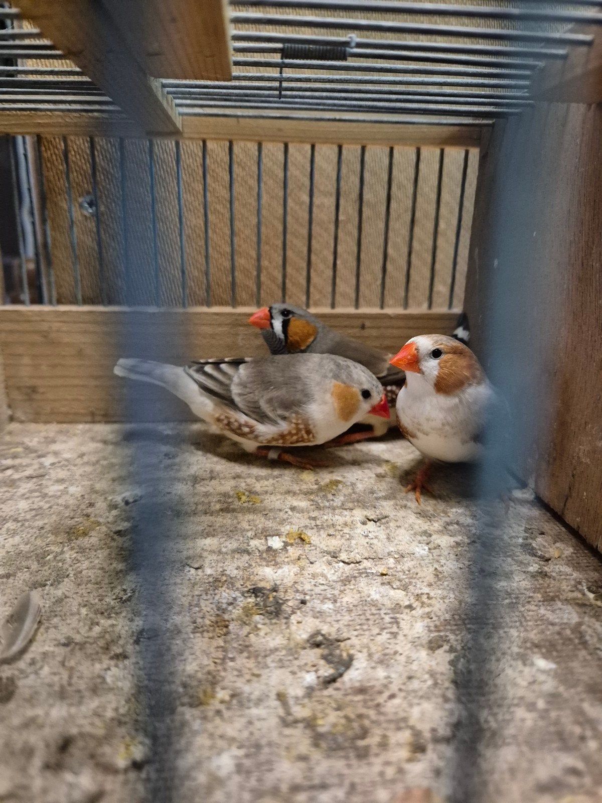 losse mannen  zebravinken