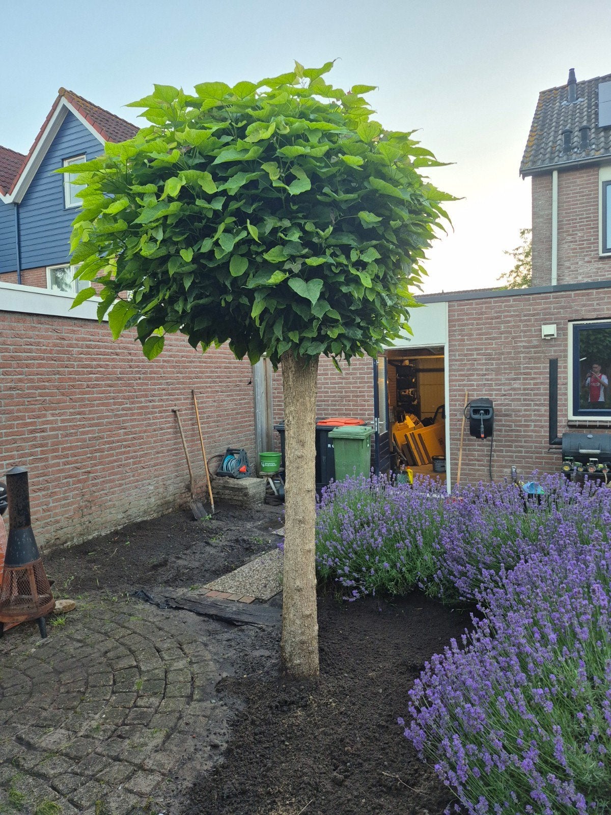 GRATIS 2x Bolcatalpa. Mag ook later in het seizoen..., 250 tot 400 cm, Zomer, Ophalen, Volle zon
