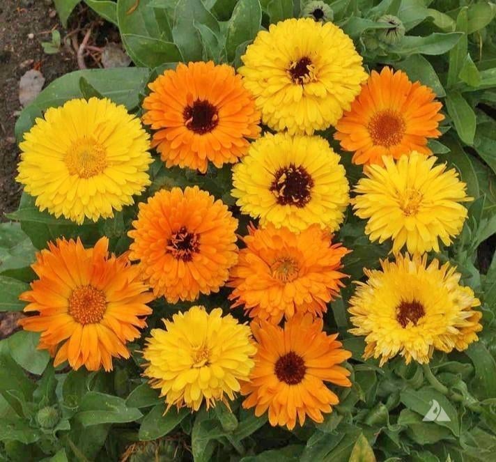Zaden Goudsbloem - Calendula Officinalis Pacific Beauty, Verzenden, Voorjaar, Volle zon, Zaad