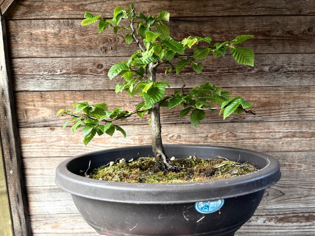 Bonsai Carpinus Betulus, Volle zon, Vaste plant, Bloeit niet, Ophalen