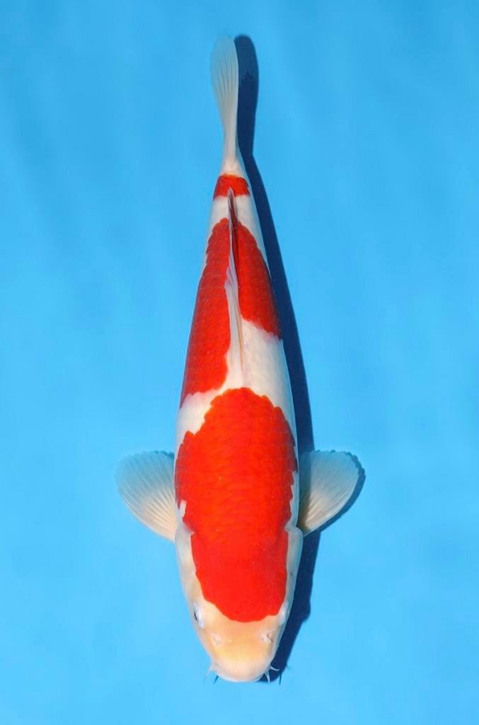 VHQ JUMBO TOSAI MOMOTARO bloodline KAMUY KOHAKU, Karper of Koi