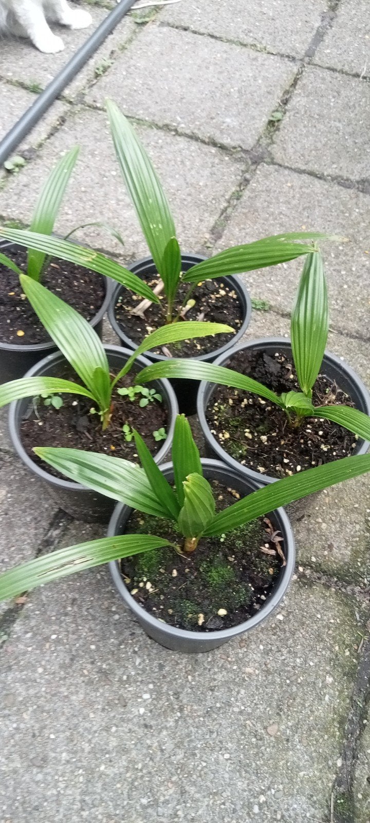 Trachicarpus fortunei - Chinese waaierpalm planten, Volle zon, Ophalen of Verzenden, Minder dan 100 cm, Zomer