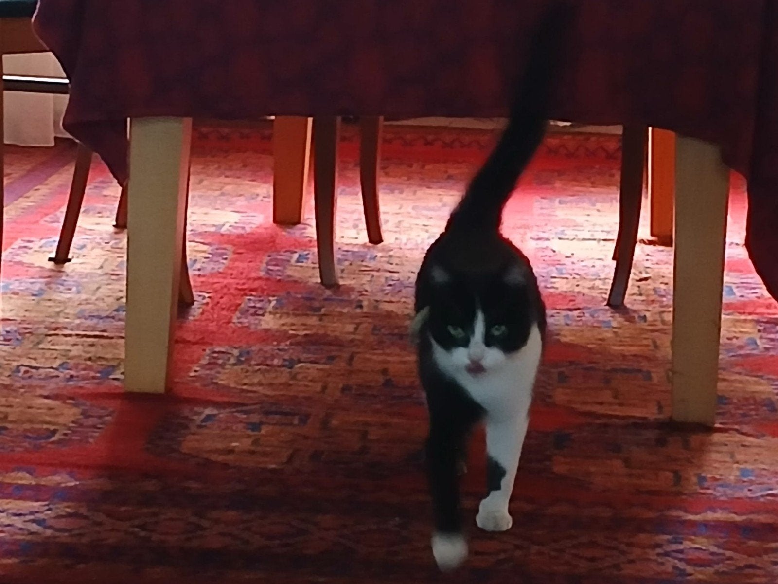 lieve poes minnie, Poes