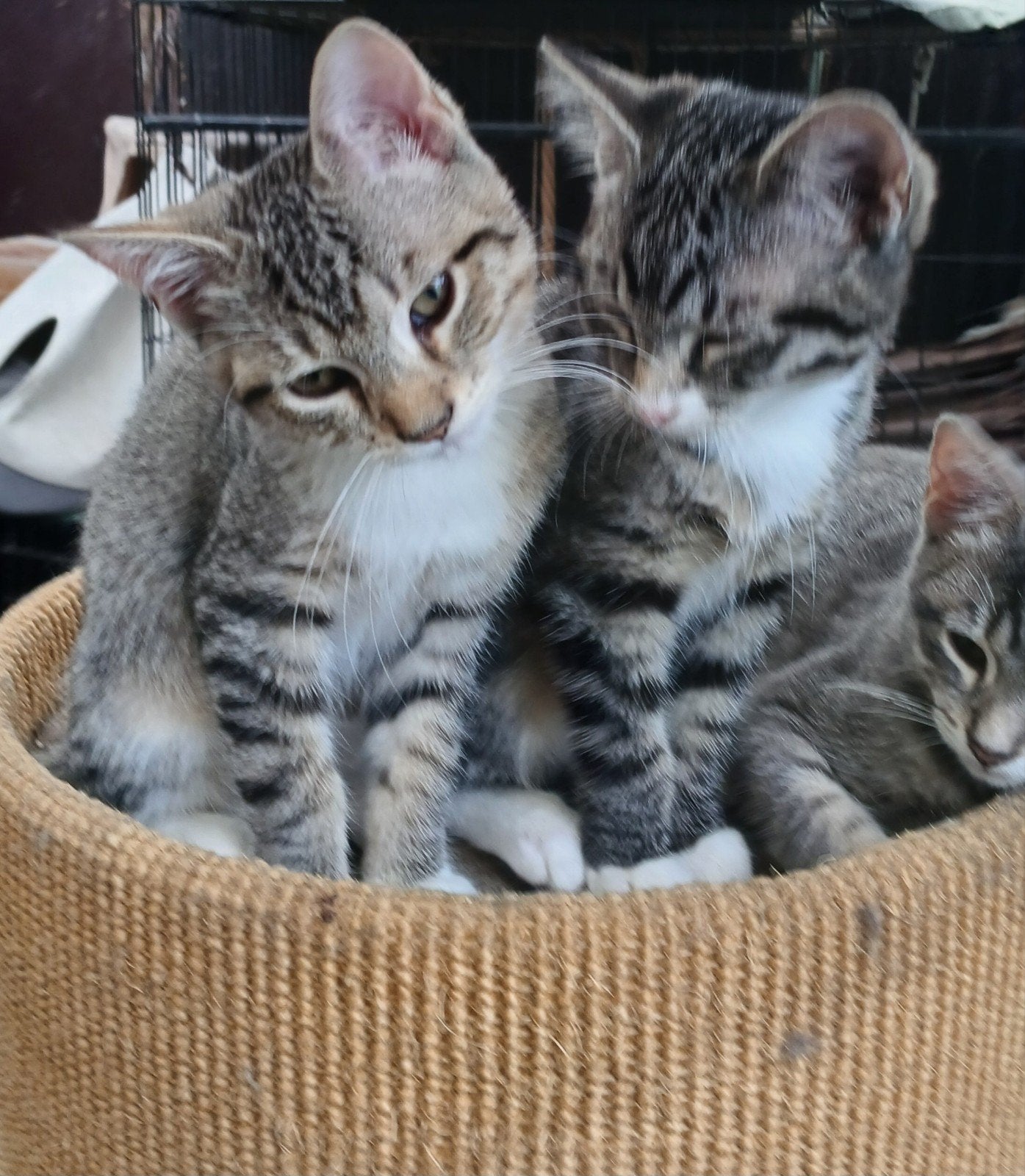 BLAUWE RUS /SIBERISCHE BOSKAT KITTENS, Meerdere dieren, Ontwormd, 0 tot 2 jaar
