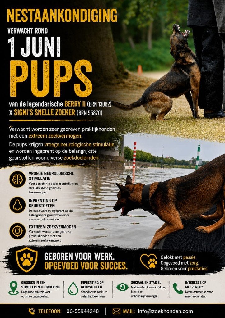 Mechelse herder pups te koop, Dieren en Toebehoren, Honden | Herdershonden en Veedrijvers, Parvo, 8 tot 15 weken, Meerdere, Meerdere dieren