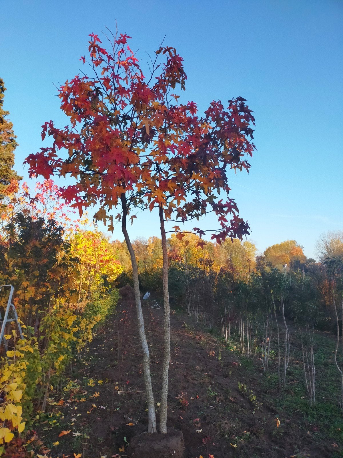 Amberboom duostam, Tuin en Terras, Planten | Bomen, Bloeit niet, Overige soorten, 250 tot 400 cm, Ophalen