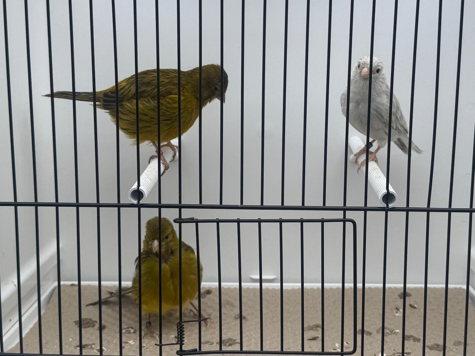 Kanaries Te Koop, Dieren en Toebehoren, Vogels | Kanaries, Meerdere dieren, Kleurkanarie