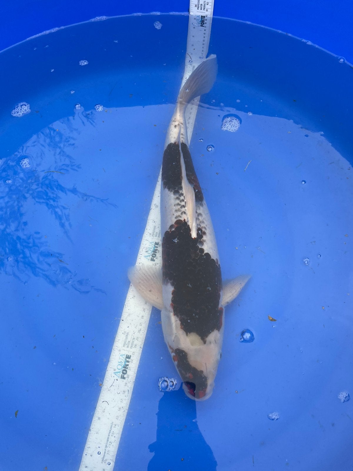 Mooie budo goromo +- 55cm, Dieren en Toebehoren, Karper of Koi