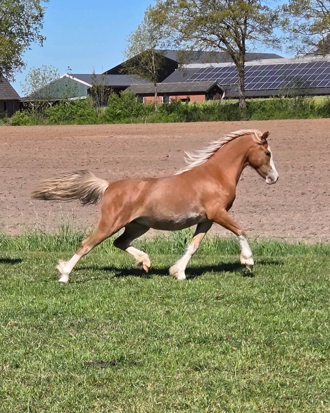 Zeer gave en lieve 2 jarige Welsh A merrie, Dieren en Toebehoren, Pony's, Merrie, 0 tot 2 jaar