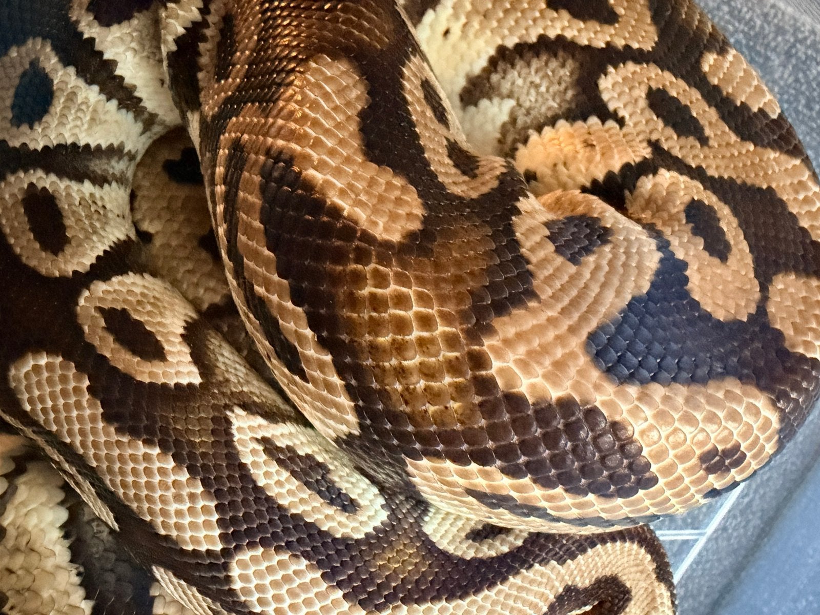 Koningspython 0.1 Ball Python photo 4