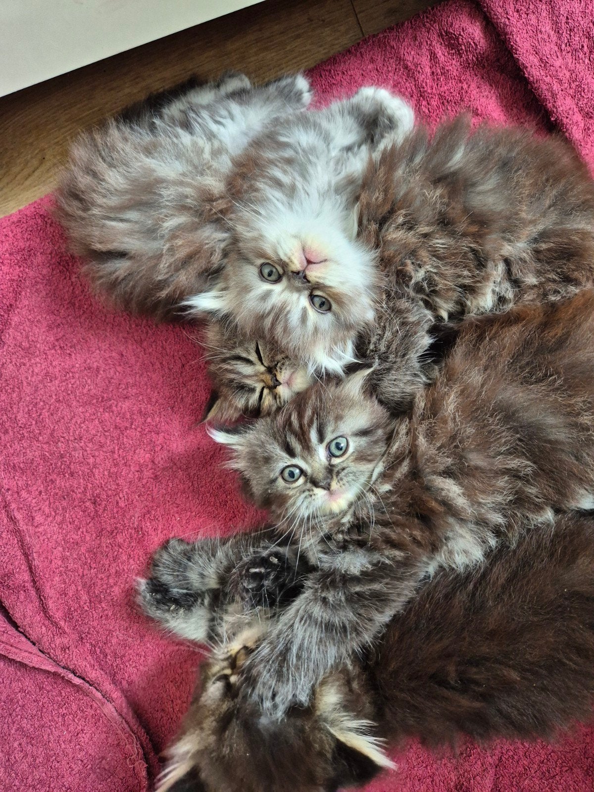 Kitten, Dieren en Toebehoren, Katten en Kittens | Raskatten | Langhaar, Meerdere dieren