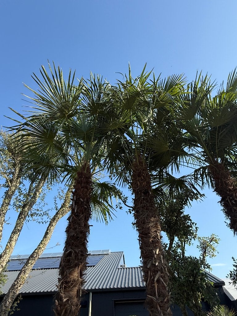 Trachycarpus fortunei palmbomen met stamhoogte 400-450 cm, Tuin en Terras, In pot, Halfschaduw, Ophalen of Verzenden, Lente