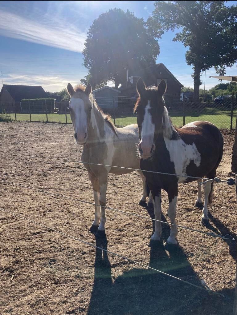 Altijd al je eigen pony willen hebben?, Dieren en Toebehoren, Pony's, Meerdere dieren, B, C pony (1.27m tot 1.37m), 7 tot 10 jaar