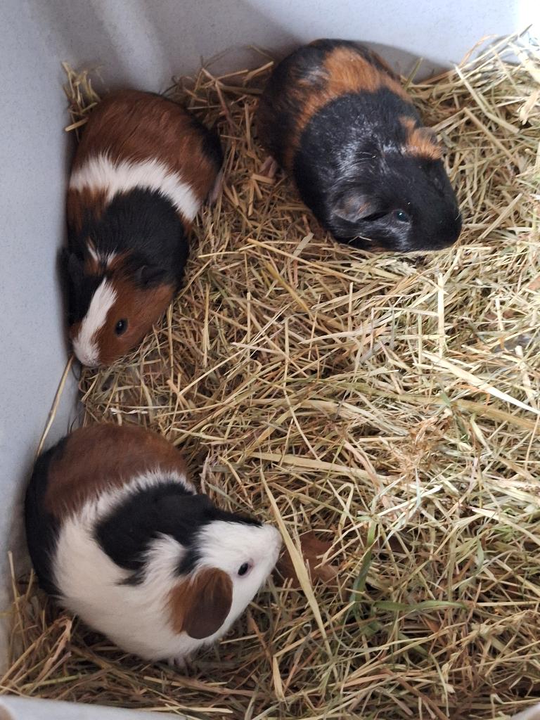 3 cavia beertjes, April, Mannelijk, Cavia