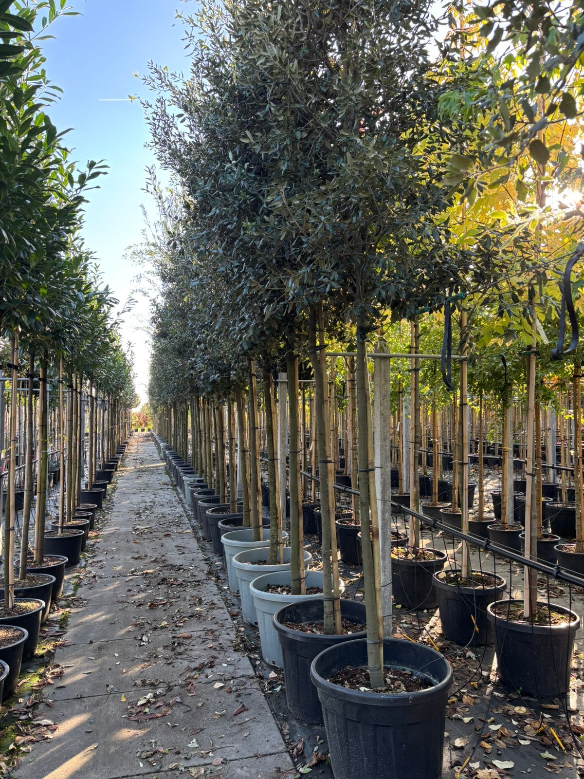 Quercus ilex – Steeneik hoogstam 14/16 cm, In pot, Bloeit niet, Halfschaduw, 250 tot 400 cm