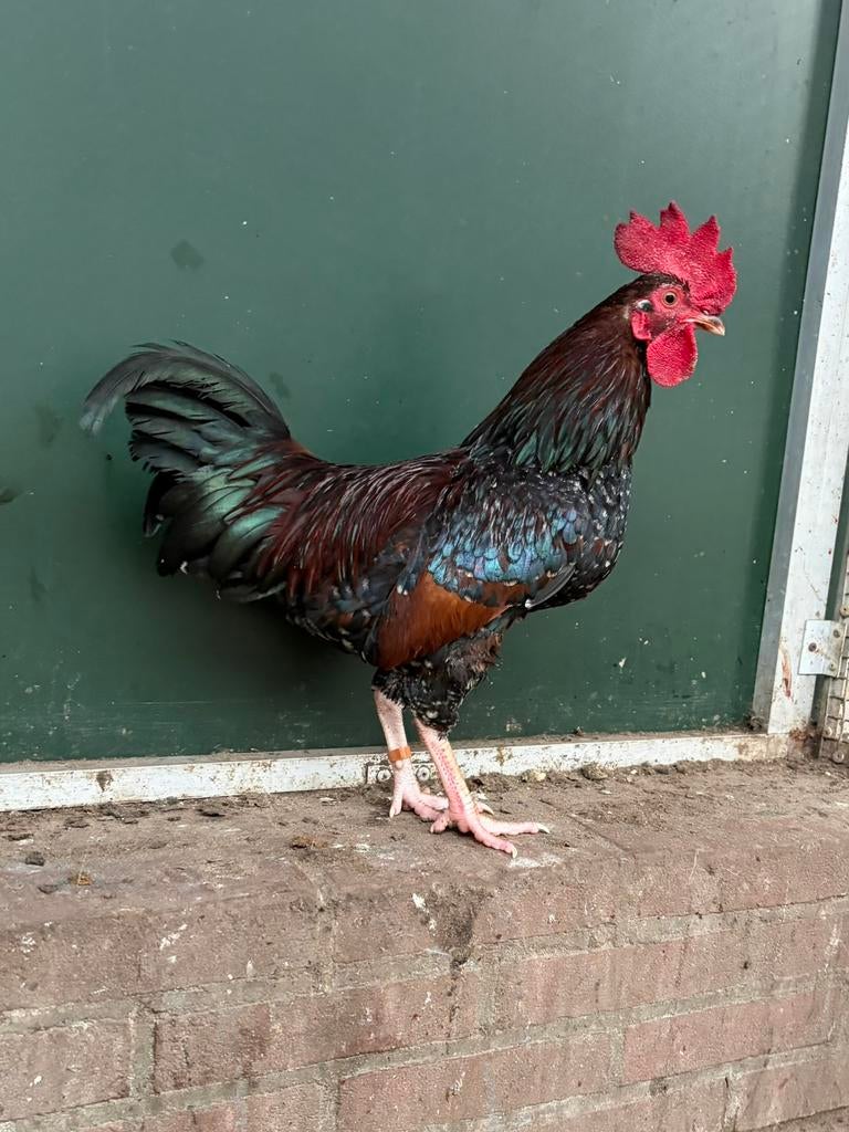 Tiko, mooie haan, Mannelijk, Kip