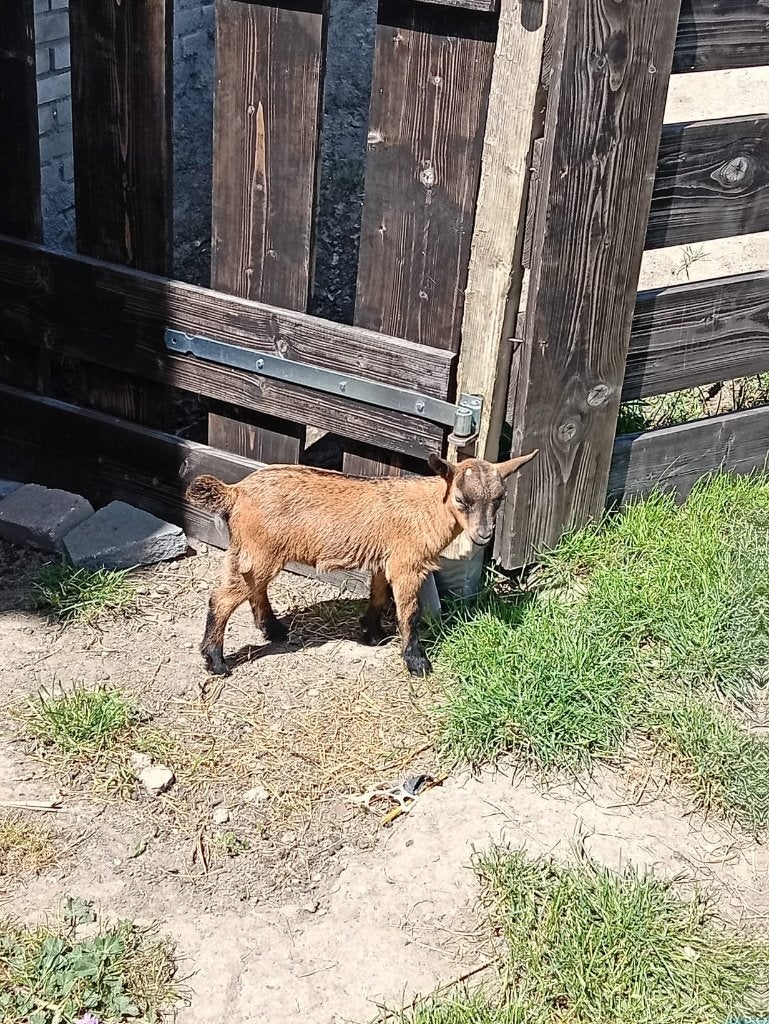 Jong dwerggeitje te koop, Vrouwelijk, Geit, 0 tot 2 jaar