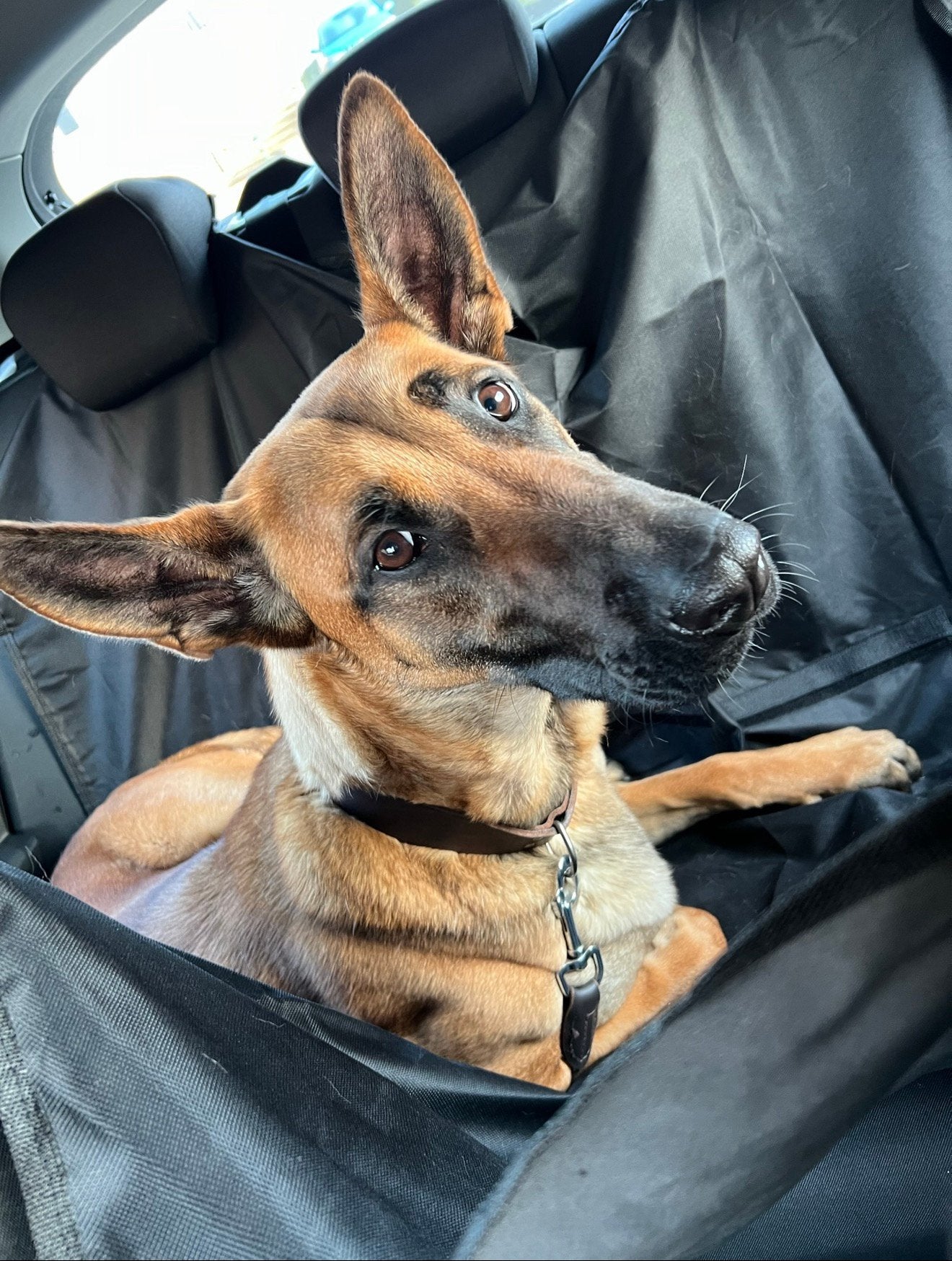 Belgische herder, Dieren en Toebehoren, Honden | Herdershonden en Veedrijvers, Particulier, Buitenland, Teef, Parvo