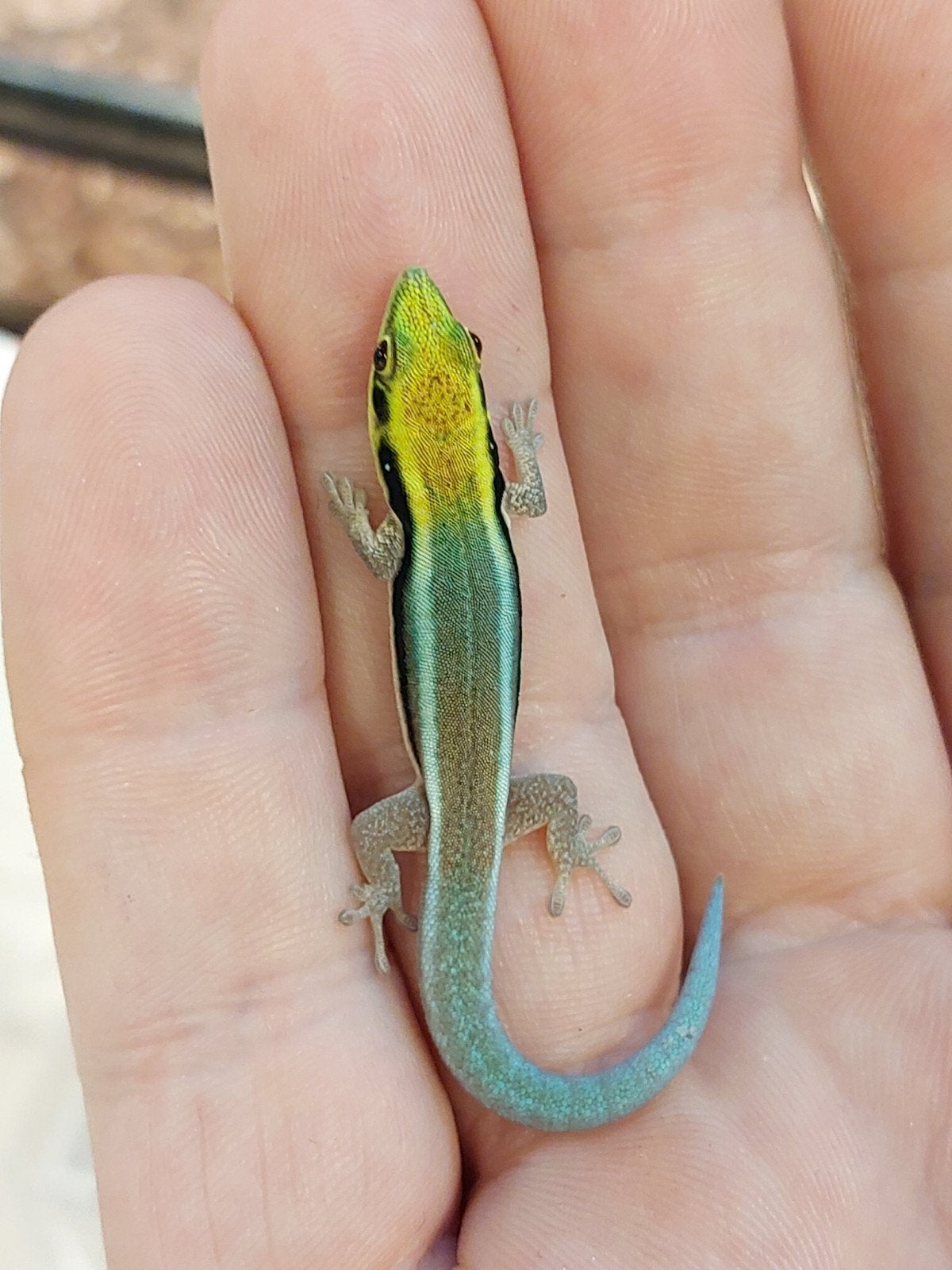 (Dag)gekko's voor Houten, Dieren en Toebehoren