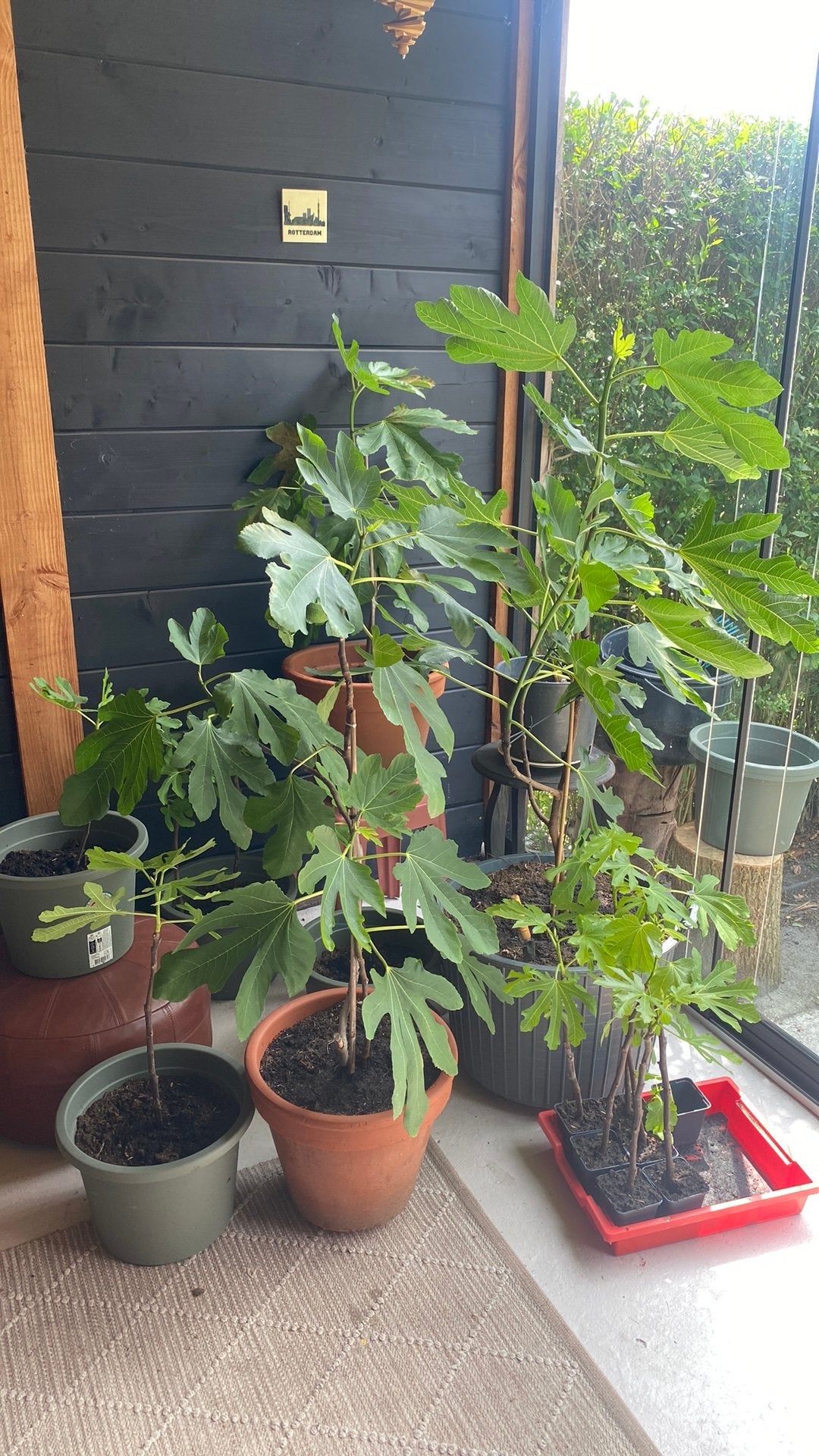 Vijg, Tuin en Terras, Planten | Bomen, Overige soorten, Volle zon, Ophalen