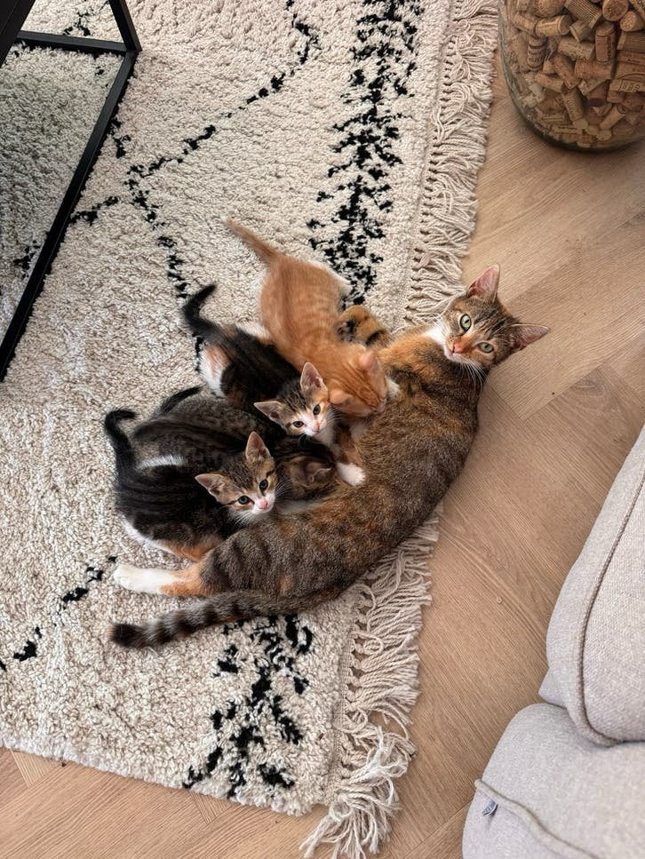 Lieve kittens zoeken een gouden mandje, Meerdere dieren