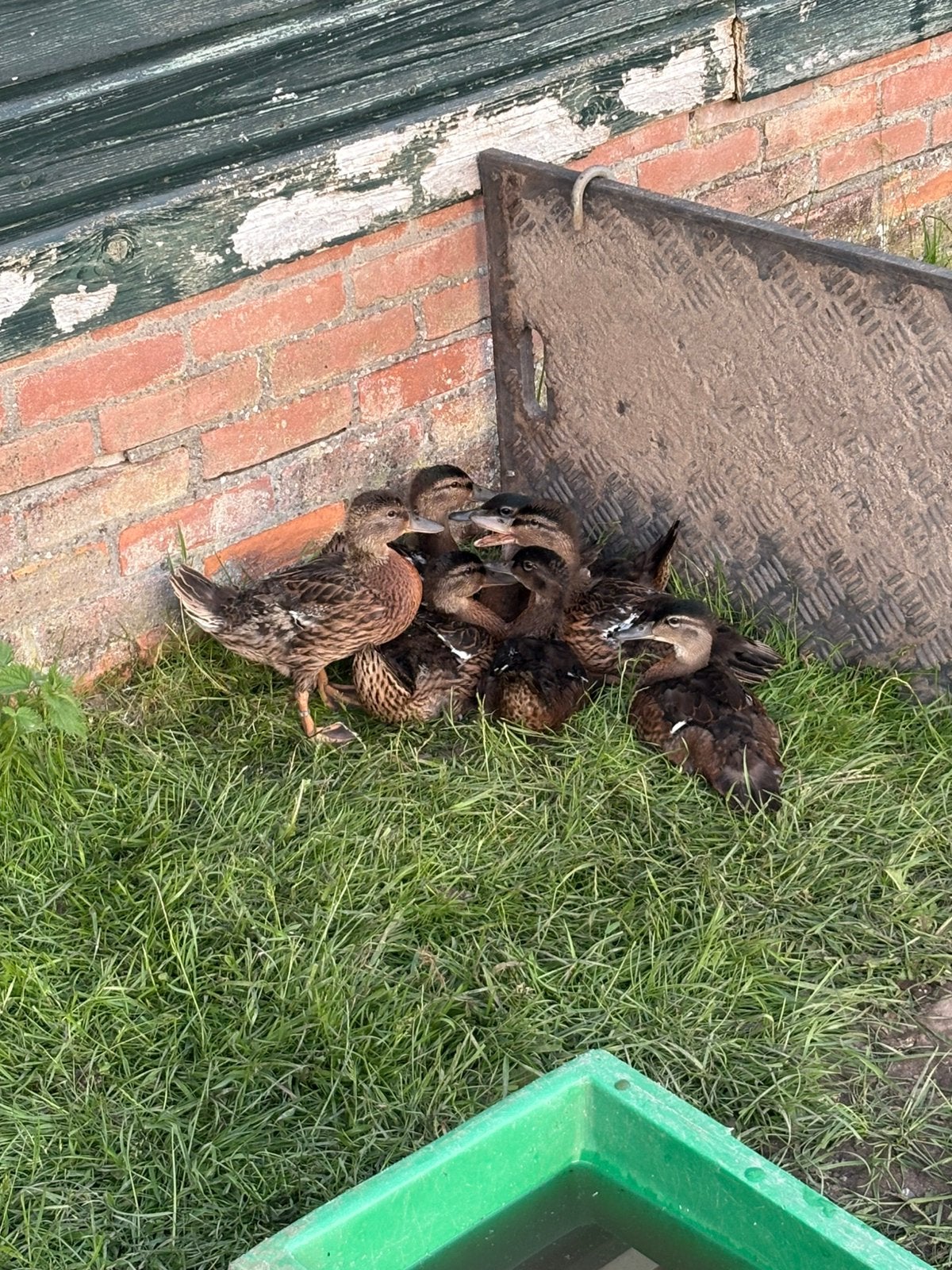 Wilde eenden, Meerdere dieren, Eend