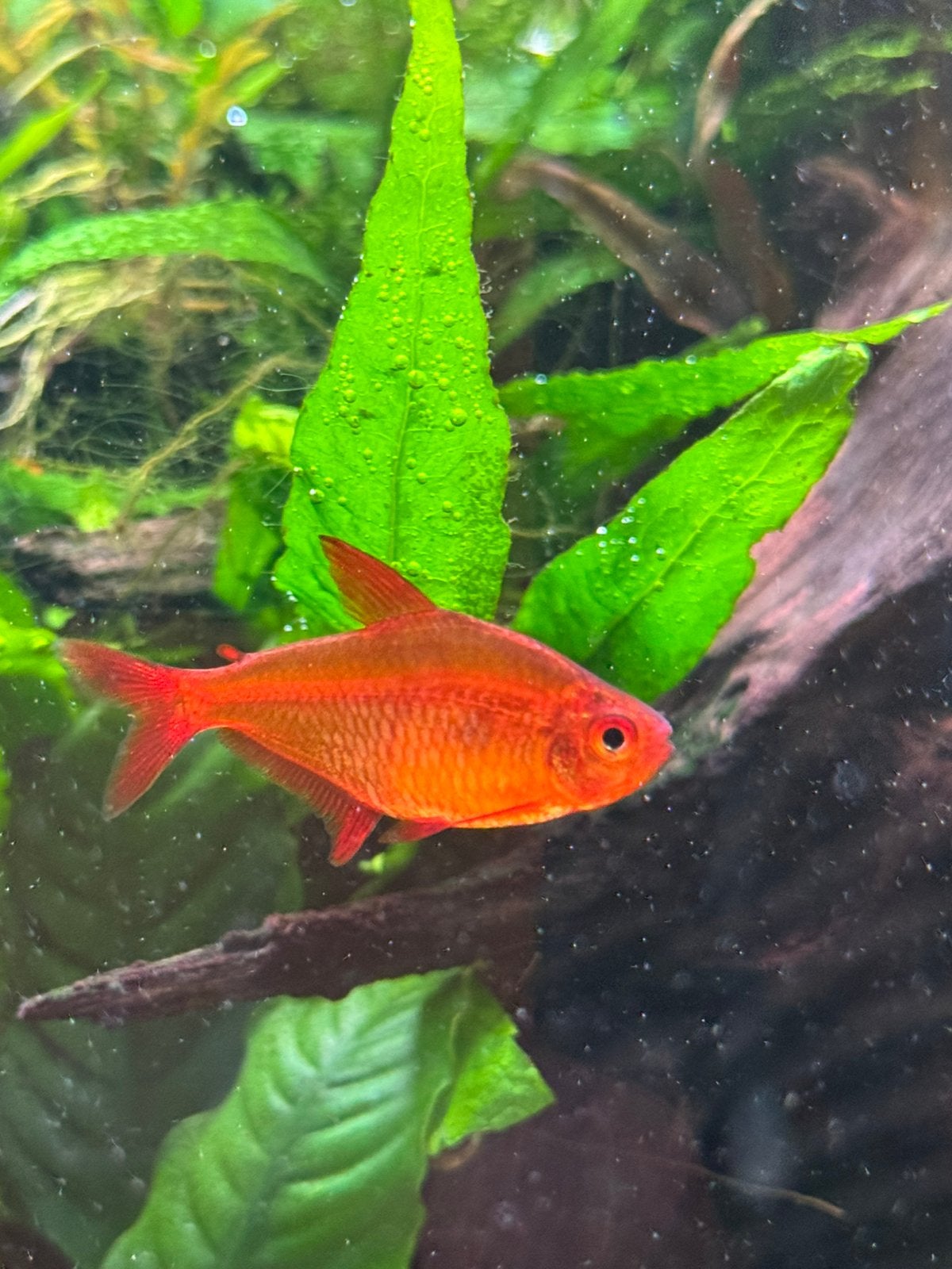 10x Red Muzel tetra aquariumvis zeldzaam, Vis