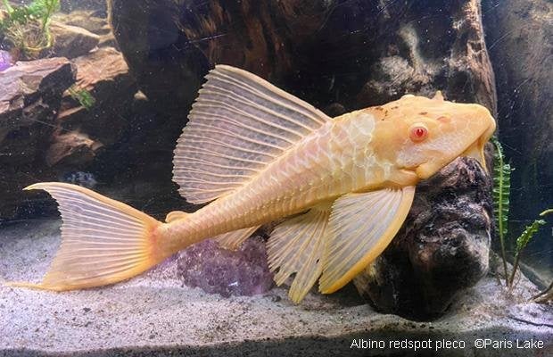 zeilvinpleco albino 5cm wordt 50cm te koop, Vis, Zoetwatervis