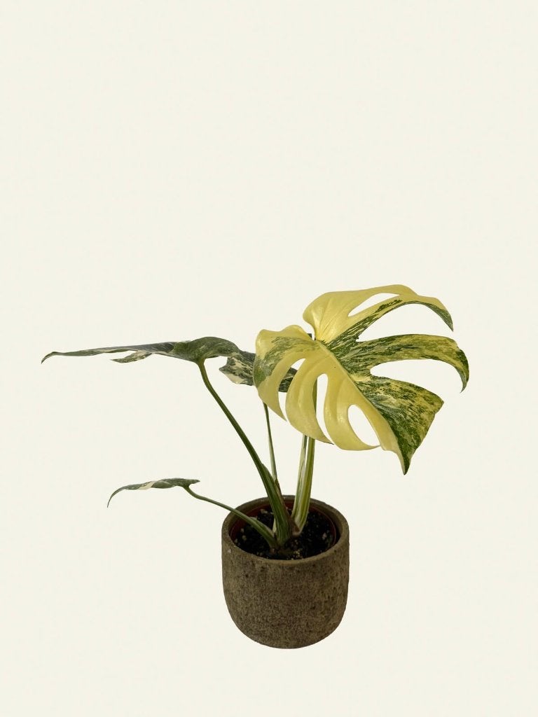 Monstera Creme Brulee, Ophalen of Verzenden, Halfschaduw, Minder dan 100 cm