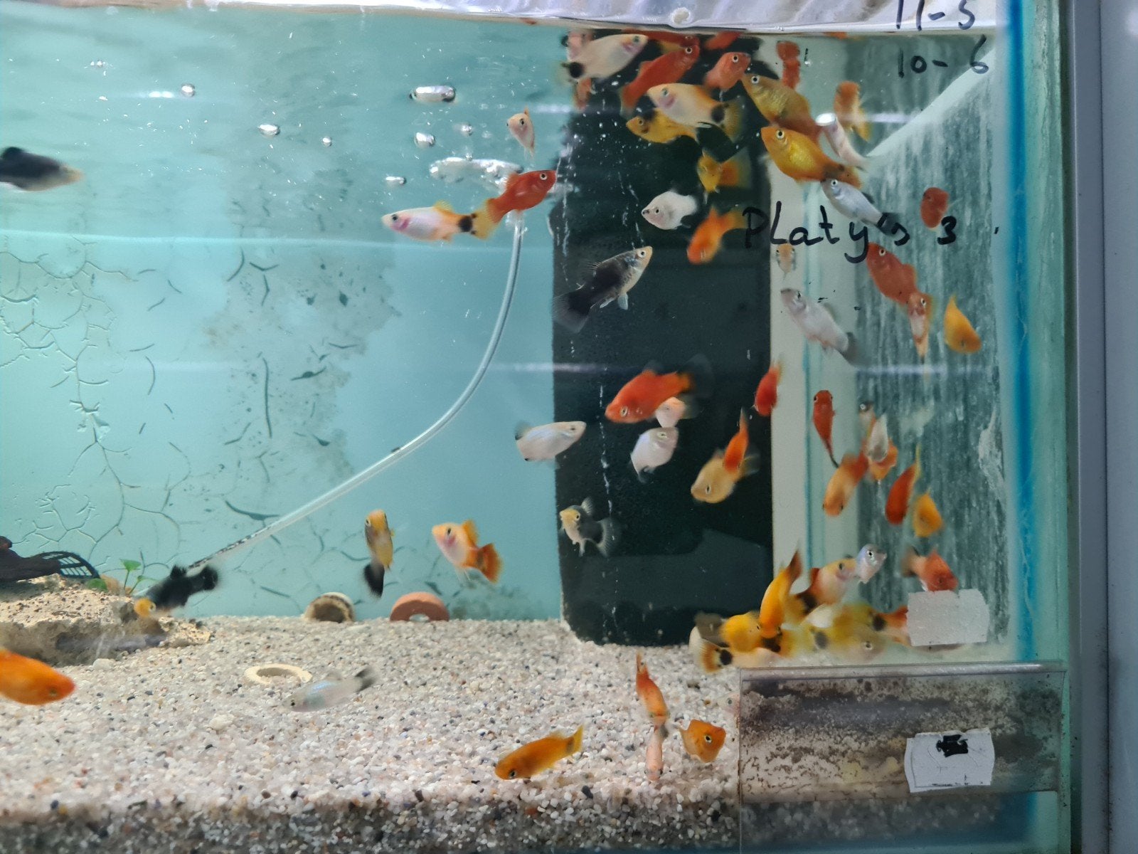Platy, Xiphophorus Maculatus, Platy's, Dieren en Toebehoren, Vis, Zoetwatervis