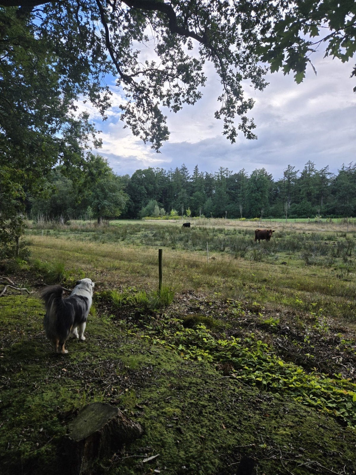 Aankoopbegeleiding Hond / Puppy, Ophalen of Verzenden