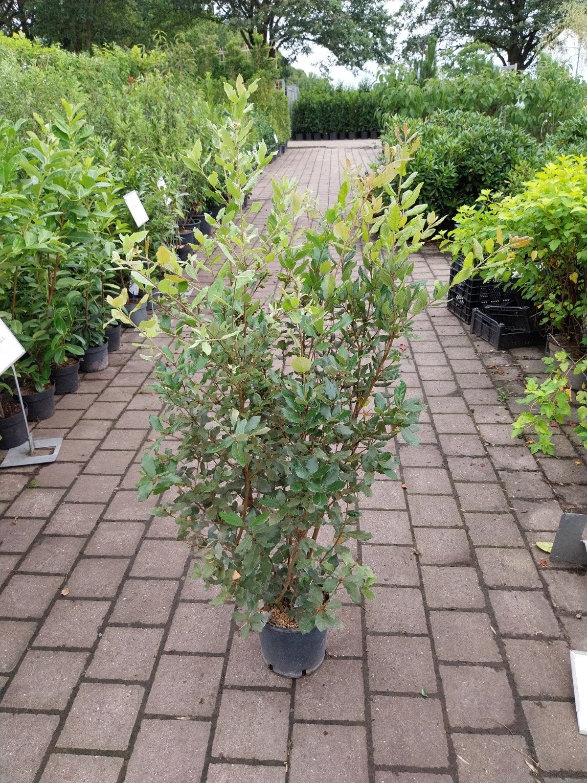 Steeneik (Quercus Ilex) 125 cm - Wintergroene boom, Ophalen, In pot, Volle zon, Overige soorten