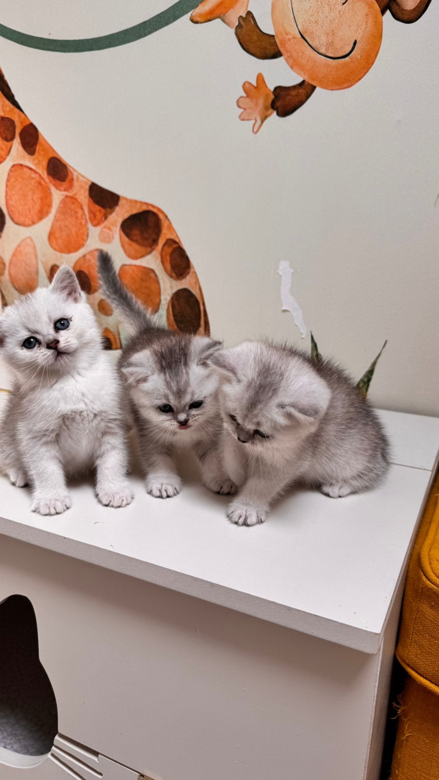 Britse Korthaar Kittens met stamboom, Meerdere dieren, Gechipt