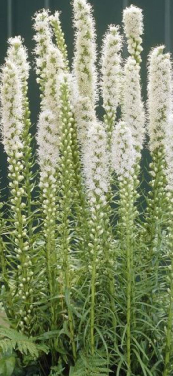 Liatris, Ophalen, Overige soorten, Volle zon