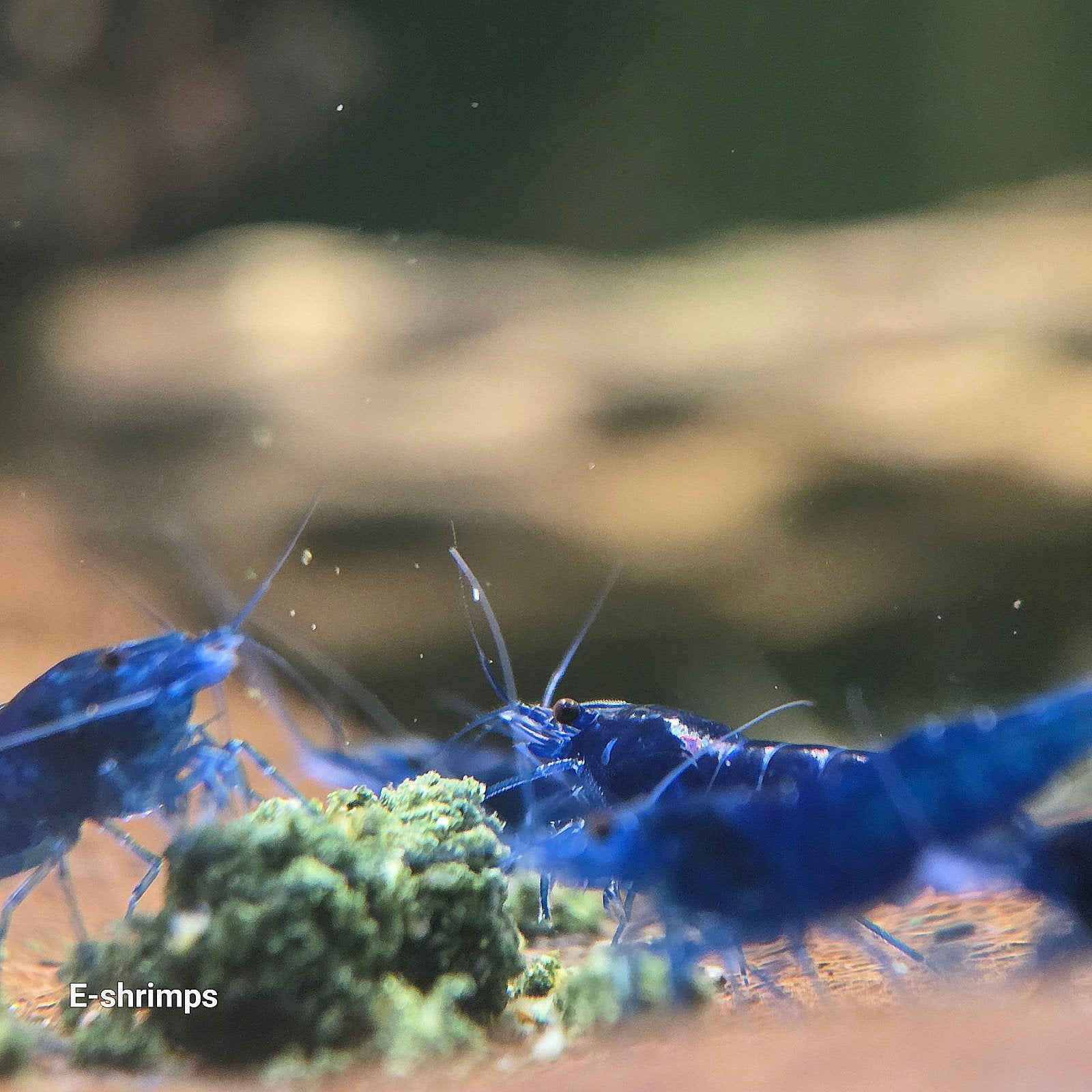 ☑️Blauwe | Blue Dream Neocaridina-garnalen / in kweek, Dieren en Toebehoren, Vissen | Aquariumvissen, Kreeft, Krab of Garnaal