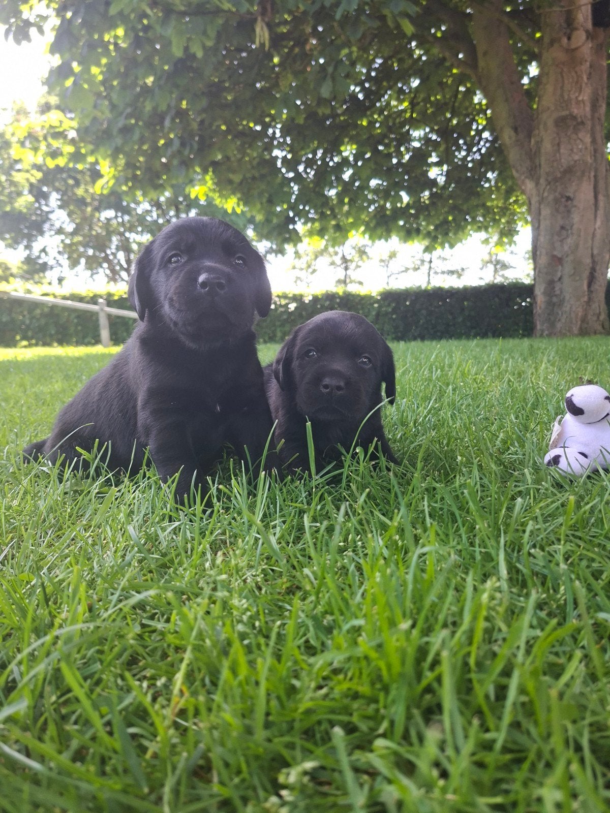 Labrador retriever 1 zwart reutje en1 zwart teefje, Parvo, 8 tot 15 weken, Labrador retriever, Meerdere