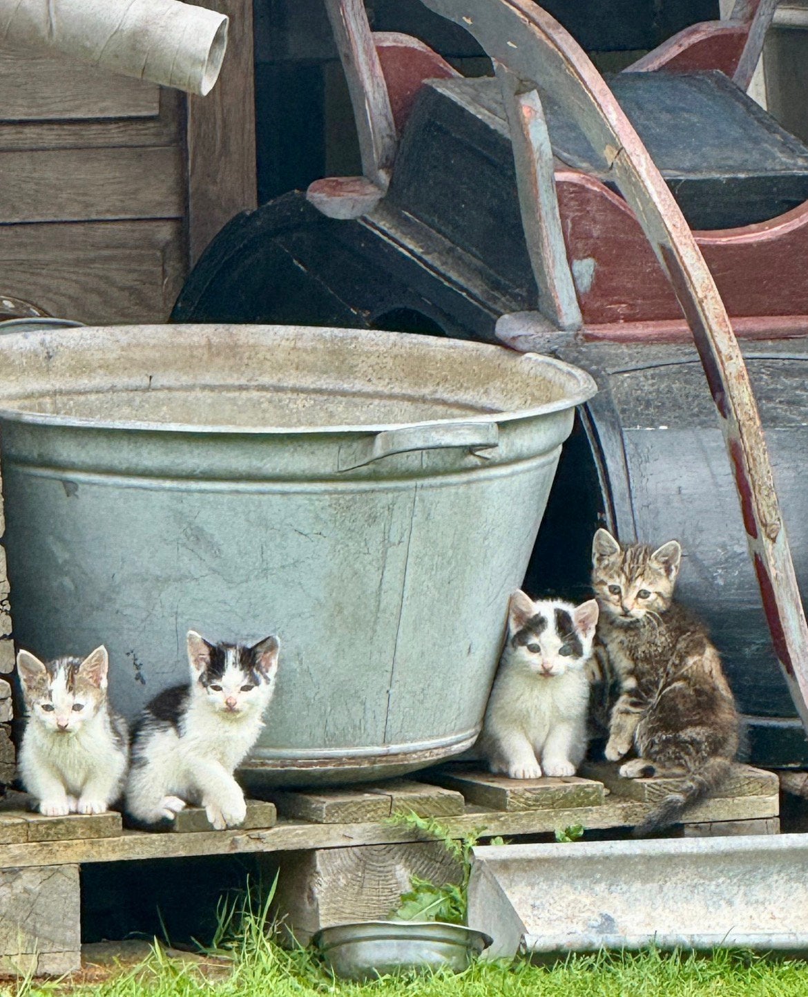 Kittens, Meerdere dieren