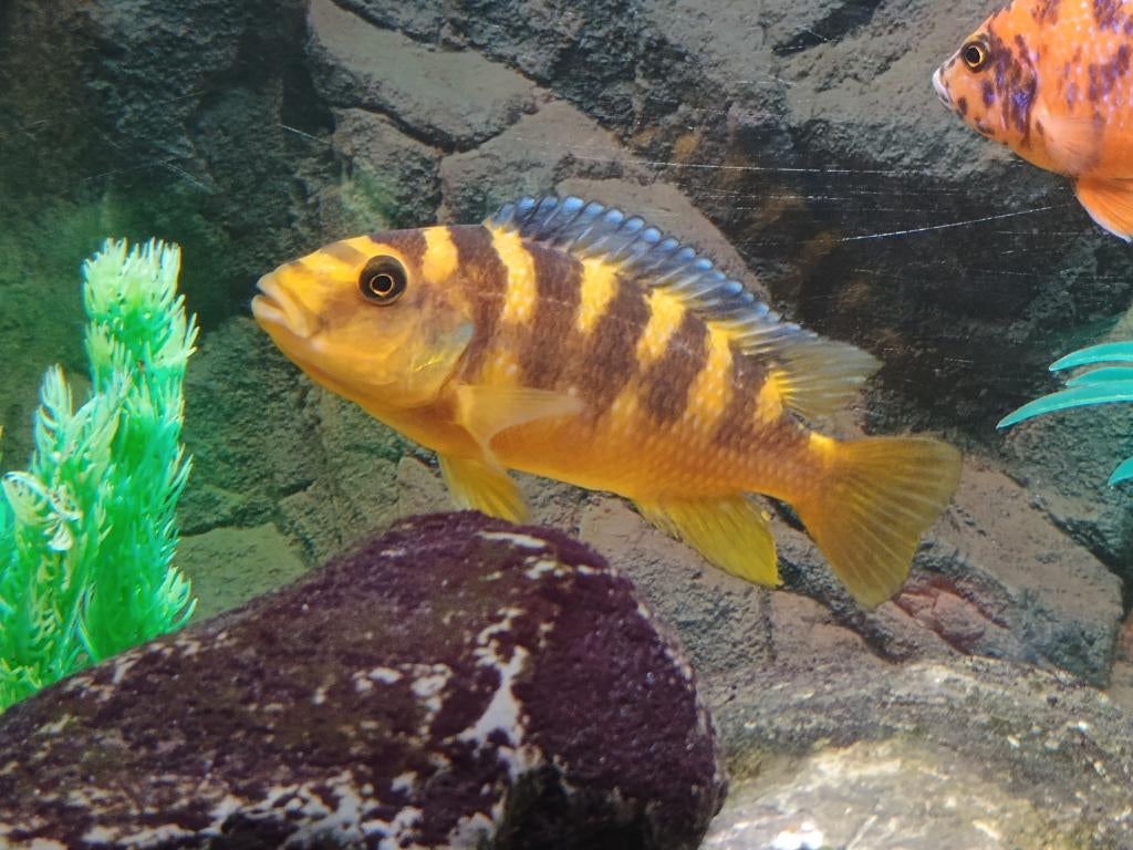 Malawi cyclides, Vis