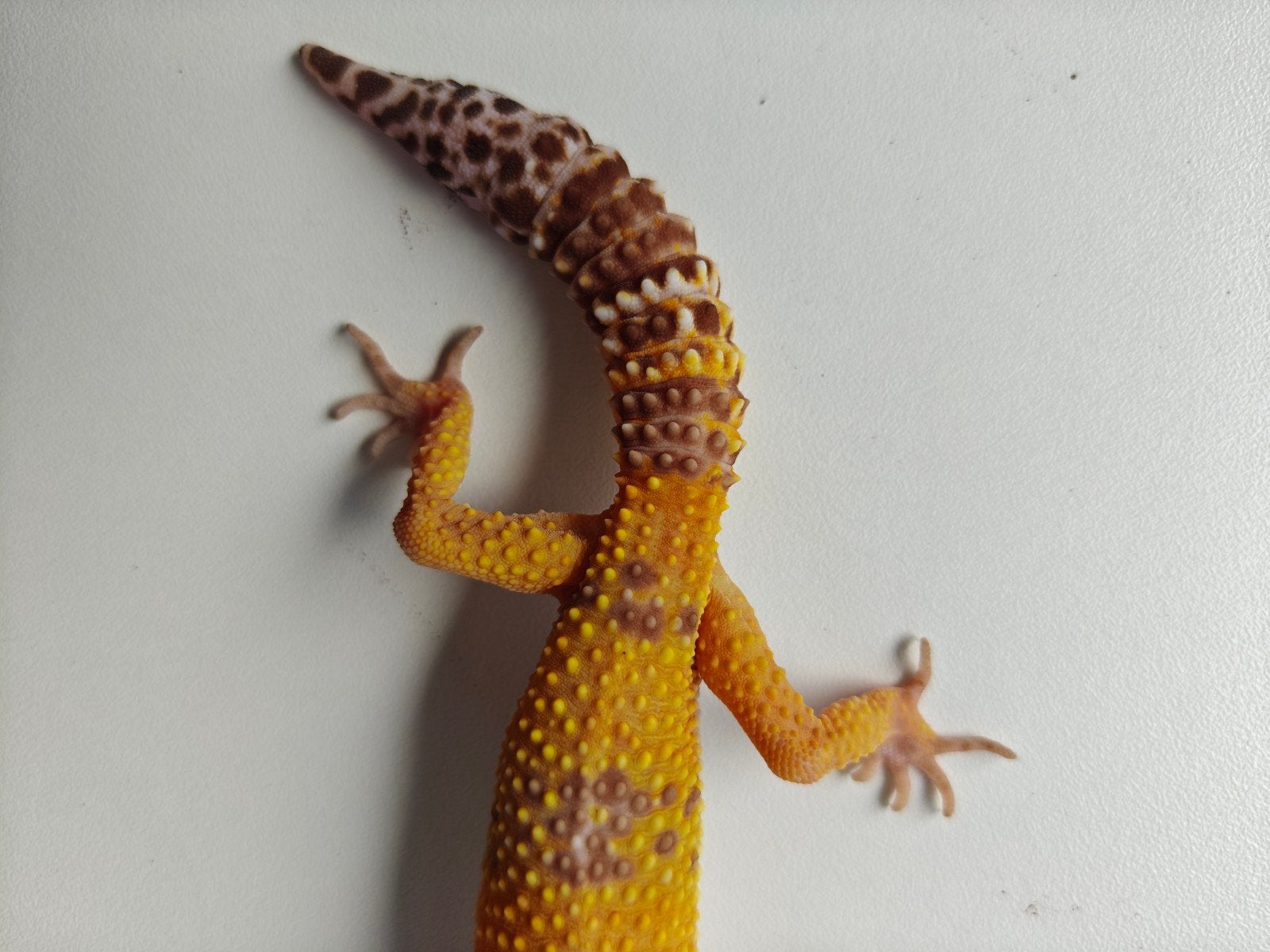 Mooie oranje Tangerine luipaardgekko te koo Leopard Gecko photo 3