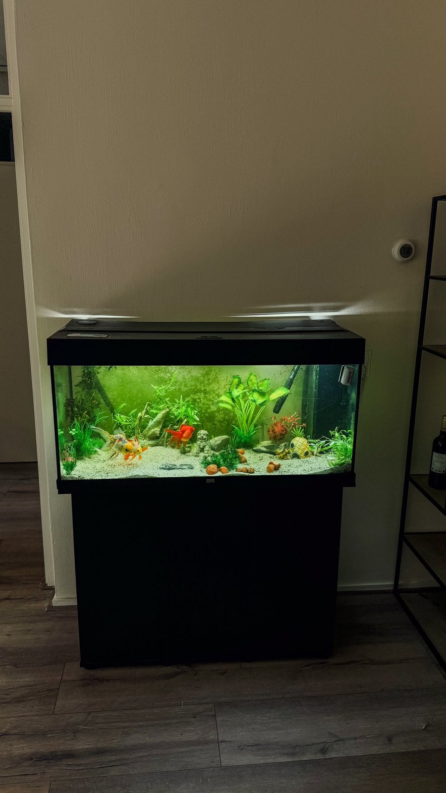Juwel Rio 180 aquarium + externe filter + 2 sluierstaarten, Dieren en Toebehoren, Ophalen, Gebruikt, Inclusief vissen, Gevuld zoetwateraquarium