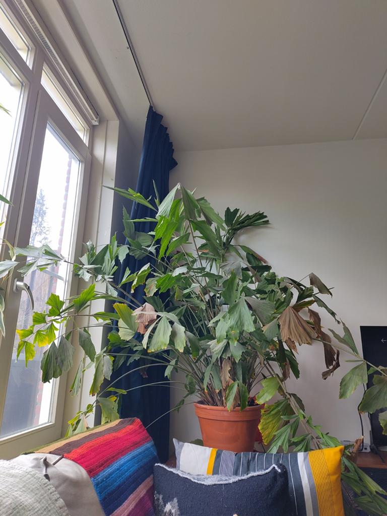 Visstaart palm groot, Ophalen, Halfschaduw, 150 tot 200 cm