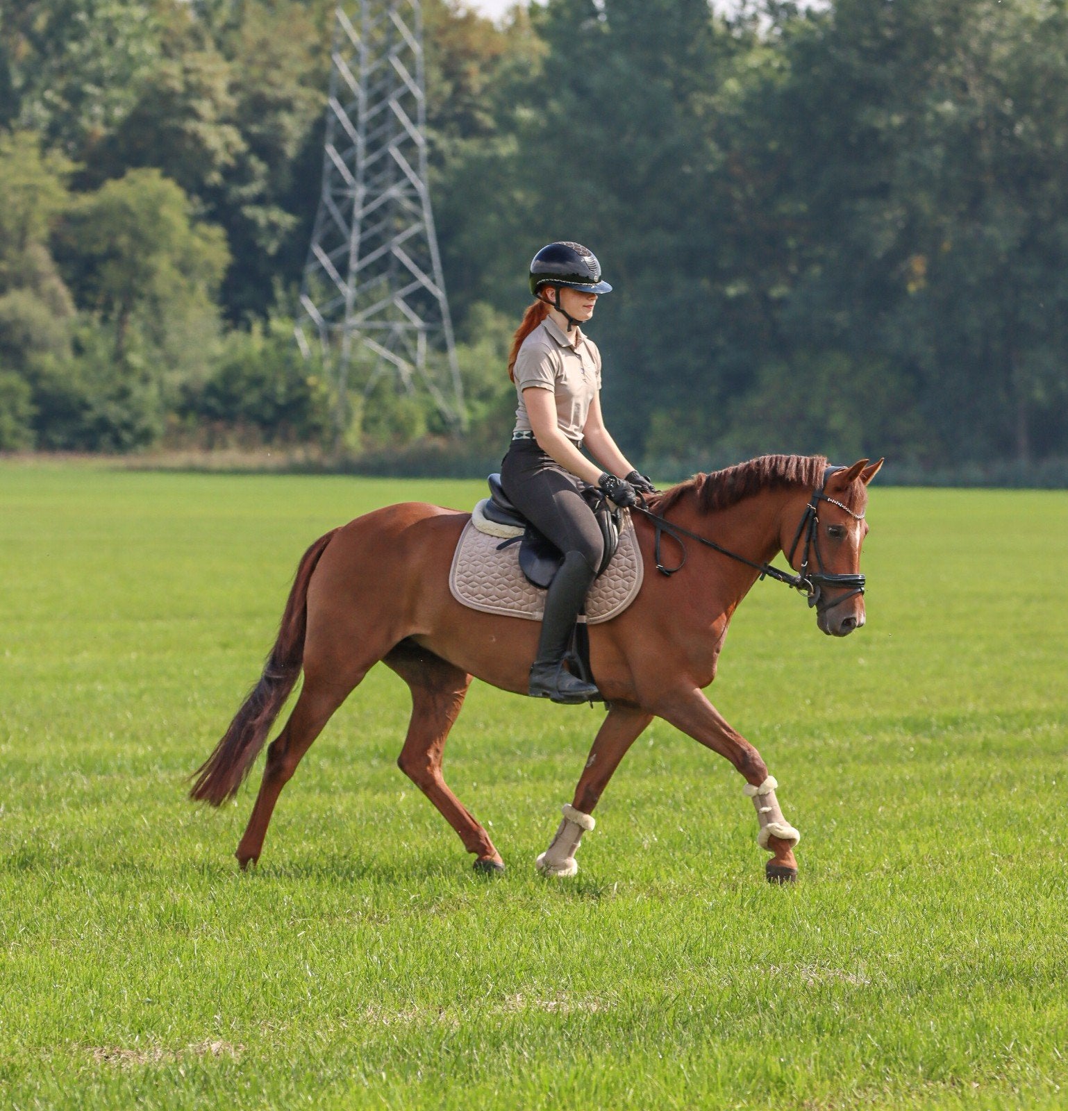 New Forest Allround D pony merrie, Dieren en Toebehoren, Pony's, Merrie, Met stamboom, L, 11 jaar of ouder
