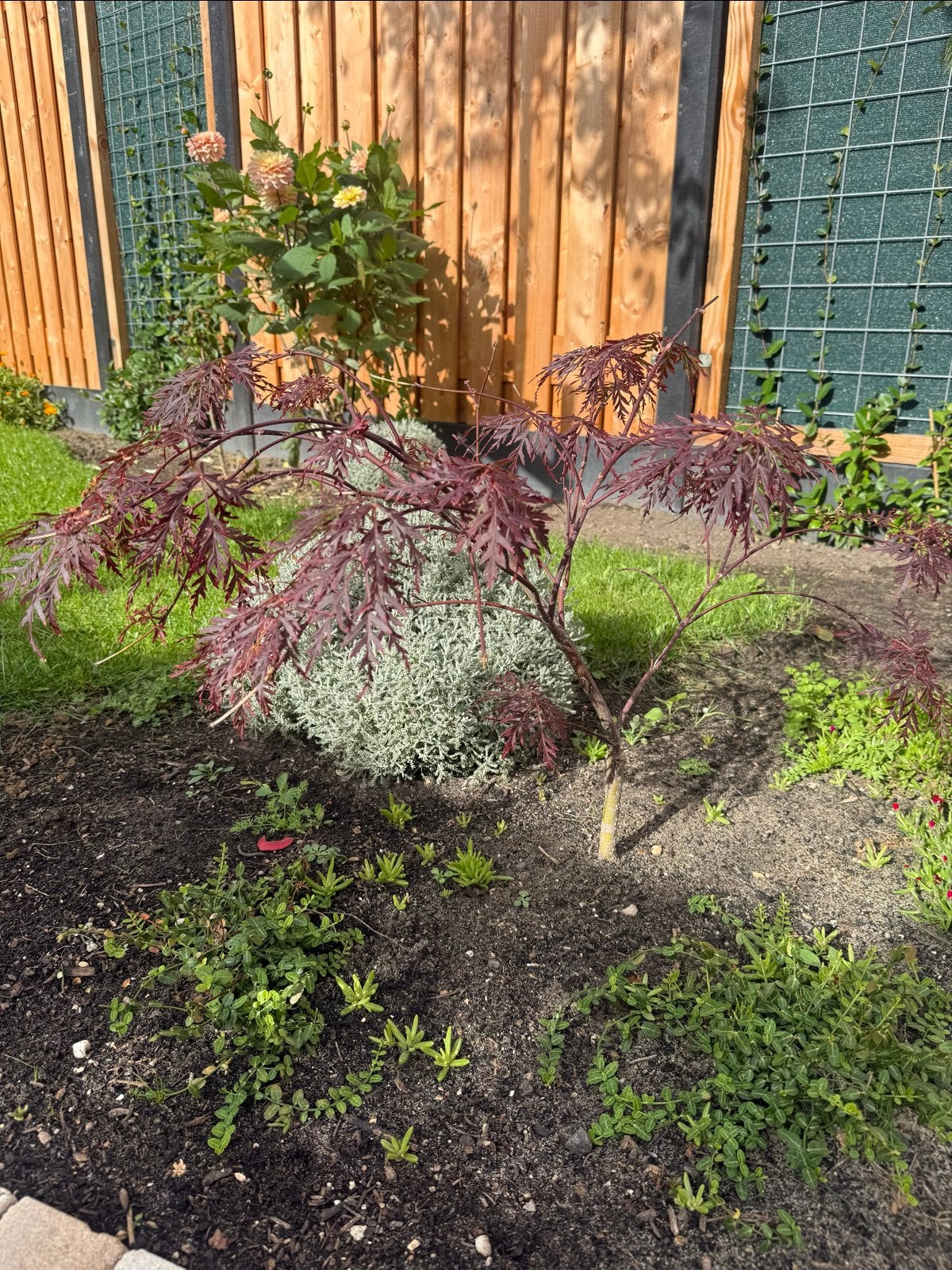 Acer palmatum 'Garnet' - Japanse Esdoorn, Tuin en Terras, Vaste plant, Bloeit niet, Halfschaduw, Ophalen