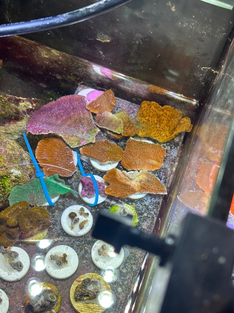 Diverse koraalstekken te koop – Uit eigen zeeaquarium, Overige typen, Zoutwatervis