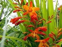 Crocosmia, Vaste plant, Halfschaduw, Zomer, Ophalen